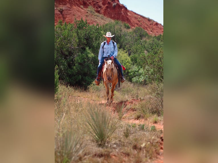 American Quarter Horse Gelding 4 years 14,2 hh Dunalino in Amarillo