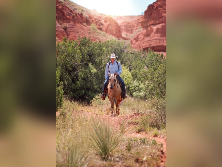 American Quarter Horse Gelding 4 years 14,2 hh Dunalino in Amarillo