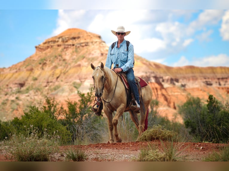 American Quarter Horse Gelding 4 years 14,2 hh Dunalino in Amarillo