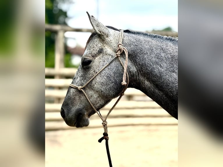 American Quarter Horse Gelding 4 years 14,2 hh Gray-Dark-Tan in ASTI