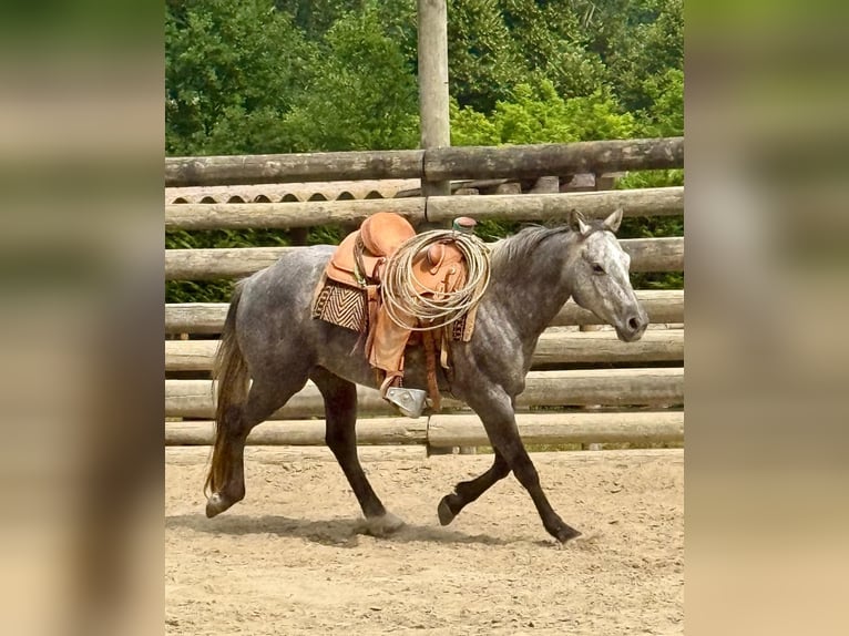 American Quarter Horse Gelding 4 years 14,2 hh Gray-Dark-Tan in ASTI