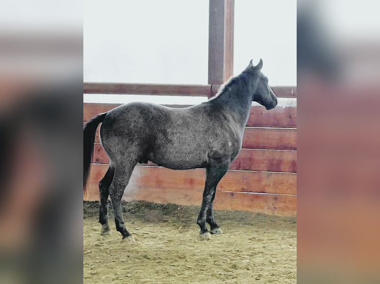 American Quarter Horse Gelding 4 years 14,2 hh Gray-Dark-Tan in ASTI
