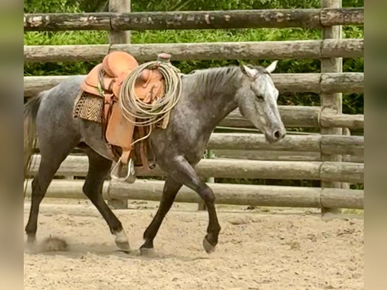 American Quarter Horse Gelding 4 years 14,2 hh Gray-Dark-Tan in ASTI