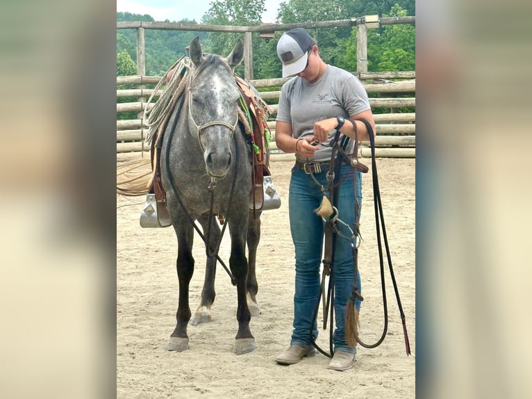 American Quarter Horse Gelding 4 years 14,2 hh Gray-Dark-Tan in ASTI