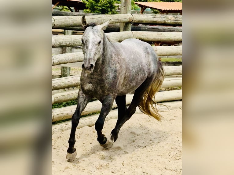 American Quarter Horse Gelding 4 years 14,2 hh Gray-Dark-Tan in ASTI
