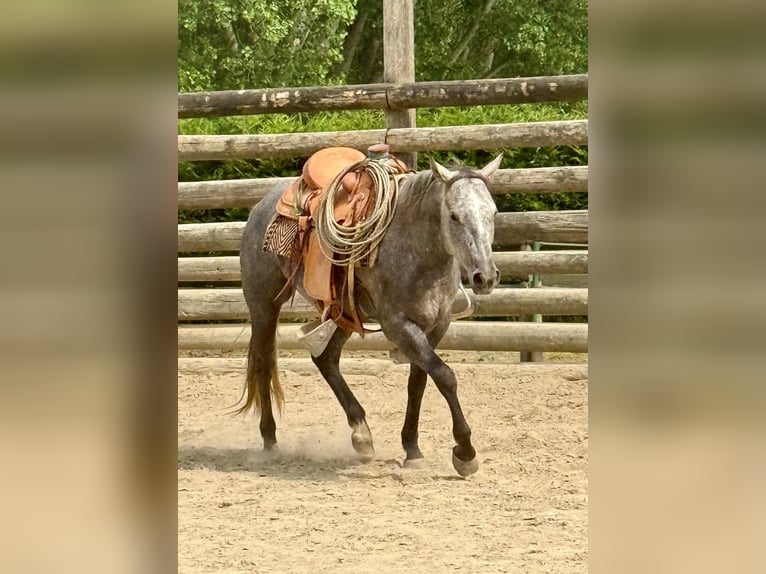 American Quarter Horse Gelding 4 years 14,2 hh Gray-Dark-Tan in ASTI