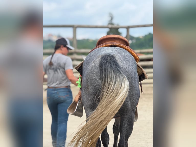 American Quarter Horse Gelding 4 years 14,2 hh Gray-Dark-Tan in ASTI