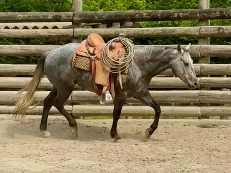 American Quarter Horse Gelding 4 years 14,2 hh Gray-Dark-Tan in ASTI