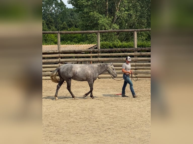 American Quarter Horse Gelding 4 years 14,2 hh Gray-Dark-Tan in ASTI