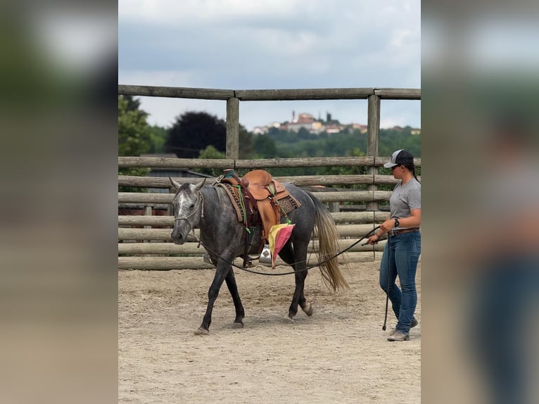 American Quarter Horse Gelding 4 years 14,2 hh Gray-Dark-Tan in ASTI