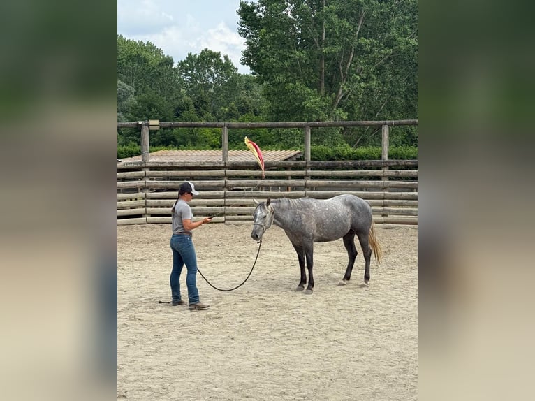 American Quarter Horse Gelding 4 years 14,2 hh Gray-Dark-Tan in ASTI