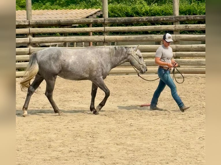 American Quarter Horse Gelding 4 years 14,2 hh Gray-Dark-Tan in ASTI