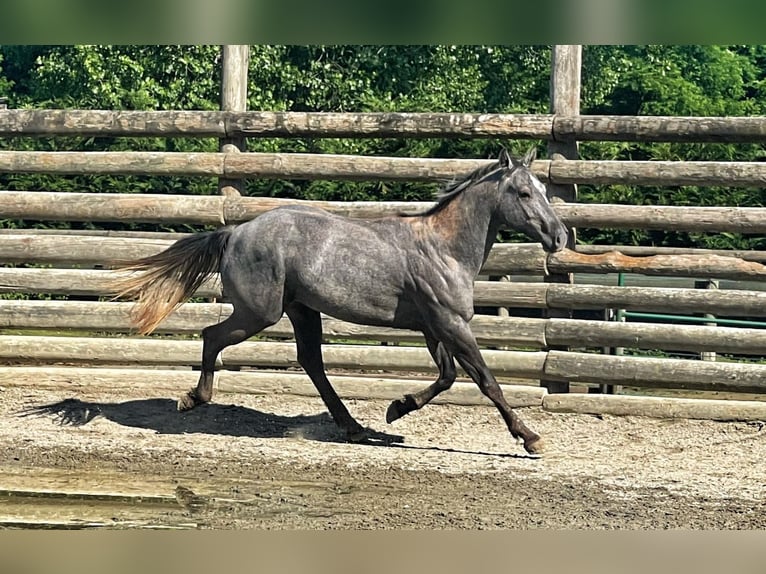 American Quarter Horse Gelding 4 years 14,2 hh Gray-Dark-Tan in ASTI