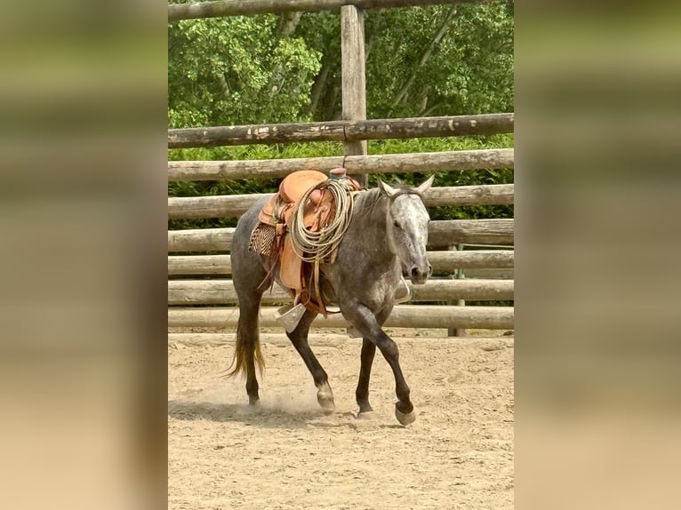 American Quarter Horse Gelding 4 years 14,2 hh Gray-Dark-Tan in ASTI