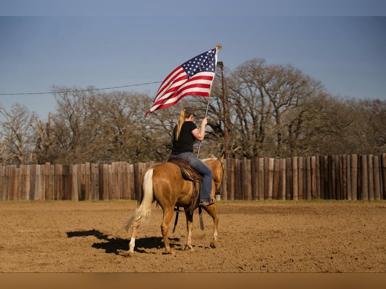 American Quarter Horse Gelding 4 years 14,2 hh Palomino in Whitesboro, TX