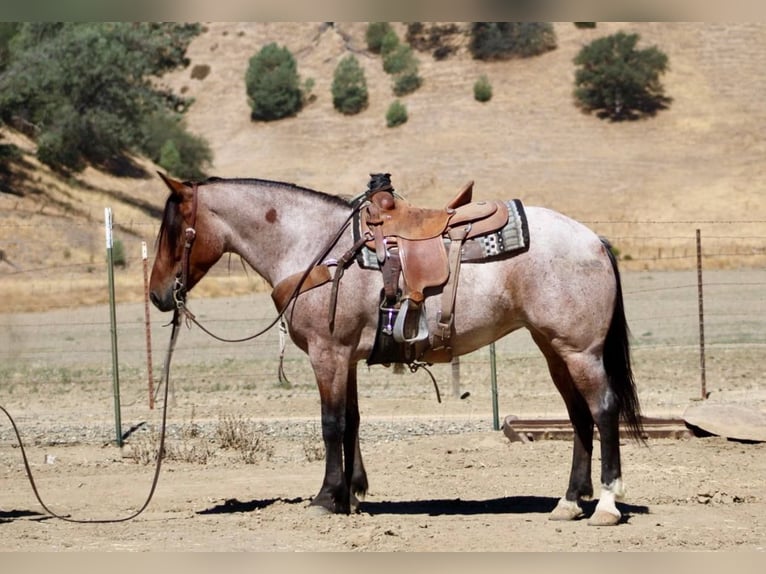 American Quarter Horse Gelding 4 years 14,2 hh Roan-Bay in Bitterwater CA