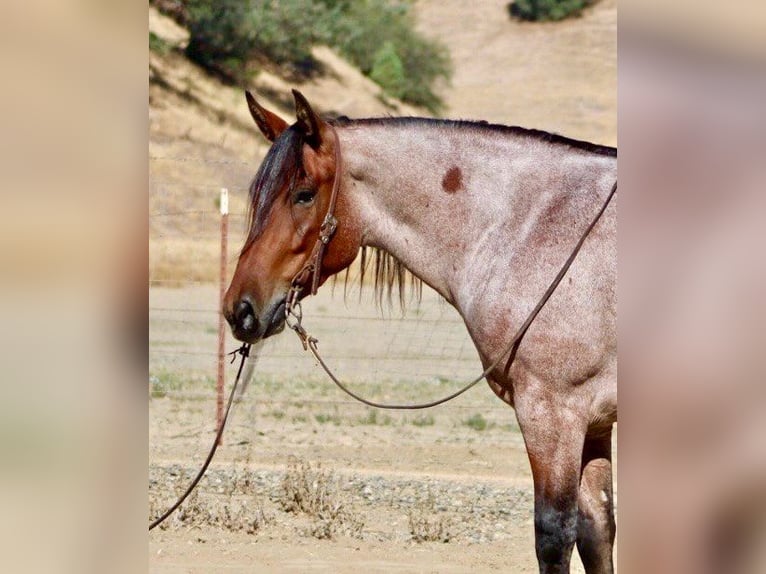 American Quarter Horse Gelding 4 years 14,2 hh Roan-Bay in Bitterwater CA