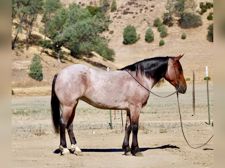 American Quarter Horse Gelding 4 years 14,2 hh Roan-Bay in Bitterwater CA