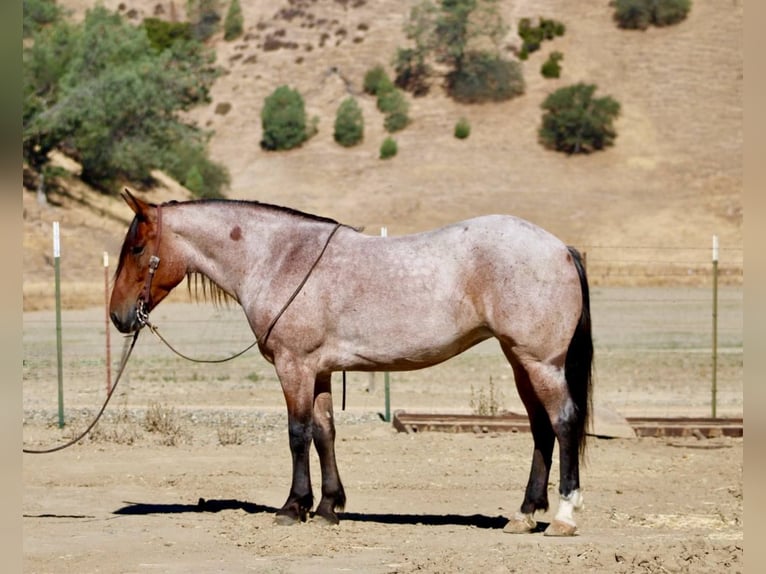 American Quarter Horse Gelding 4 years 14,2 hh Roan-Bay in Bitterwater CA