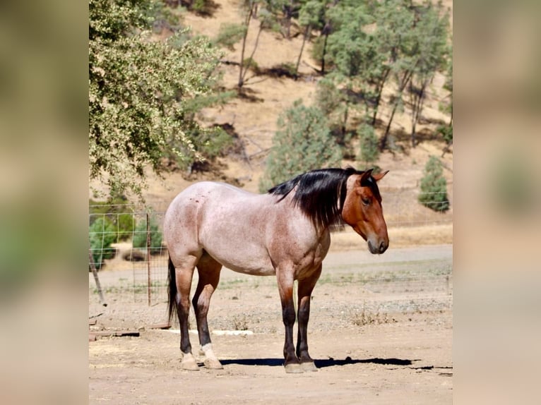 American Quarter Horse Gelding 4 years 14,2 hh Roan-Bay in Bitterwater CA