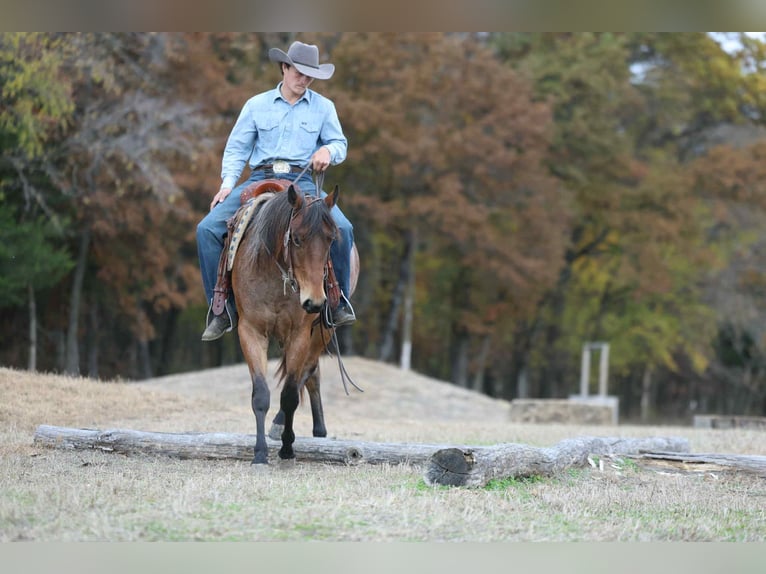 American Quarter Horse Gelding 4 years 14,2 hh Roan-Bay in Cole Camp MO