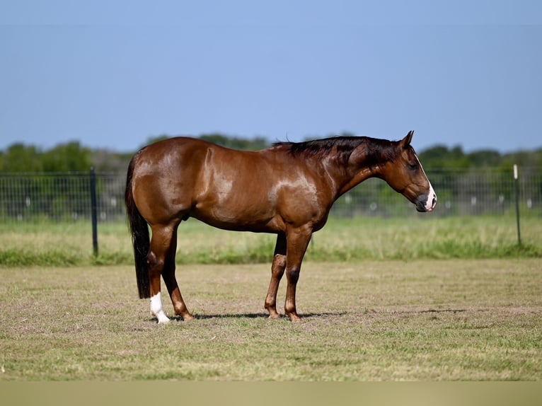 American Quarter Horse Gelding 4 years 14,2 hh Sorrel in Waco