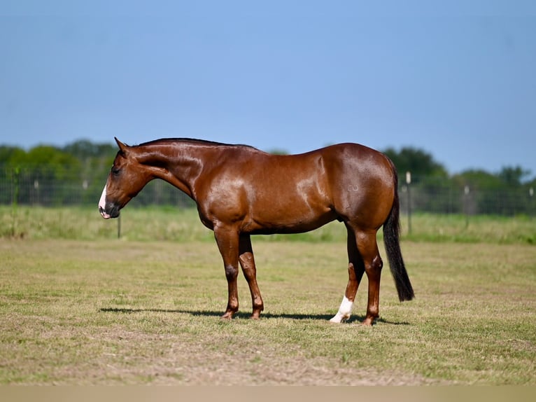 American Quarter Horse Gelding 4 years 14,2 hh Sorrel in Waco