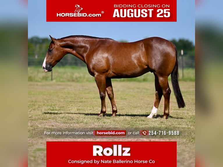 American Quarter Horse Gelding 4 years 14,2 hh Sorrel in Waco