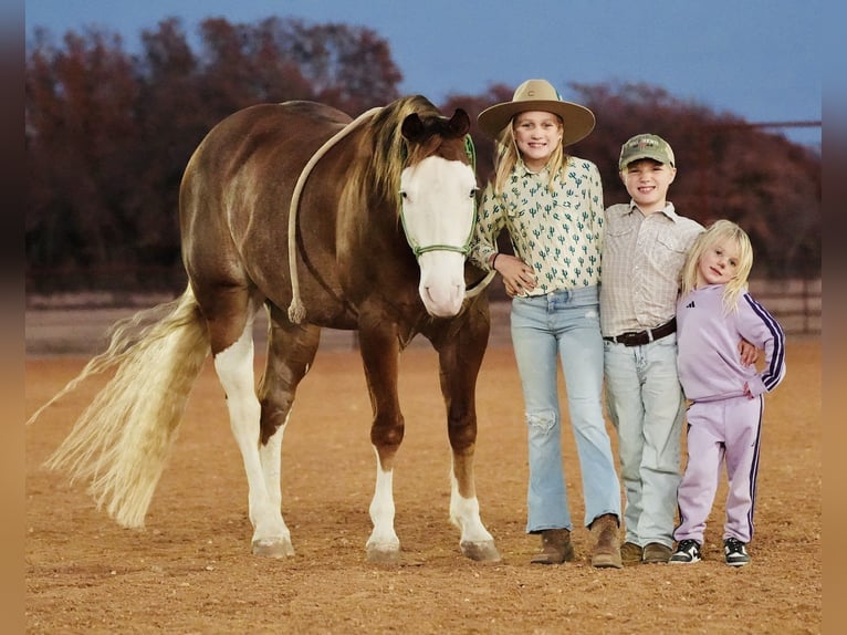 American Quarter Horse Gelding 4 years 14,2 hh Sorrel in Cisco