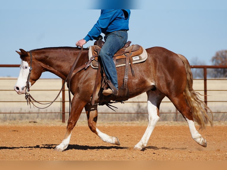American Quarter Horse Gelding 4 years 14,2 hh Sorrel in Cisco