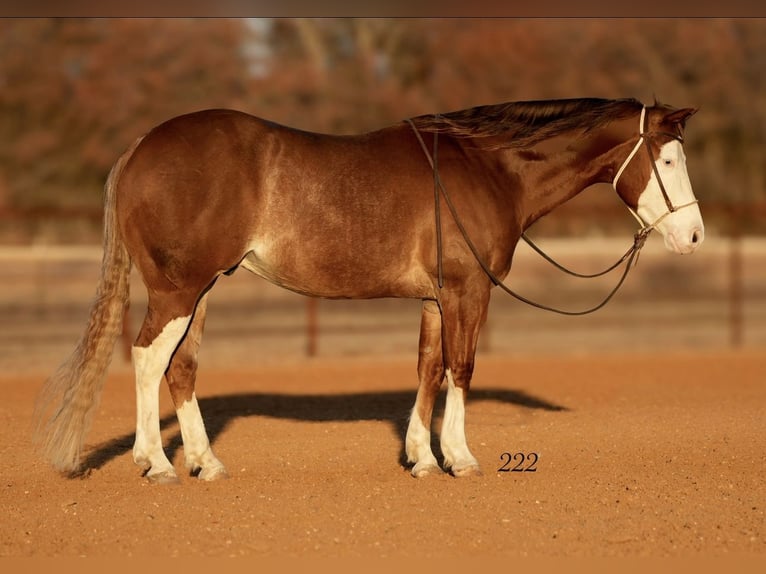 American Quarter Horse Gelding 4 years 14,2 hh Sorrel in Cisco