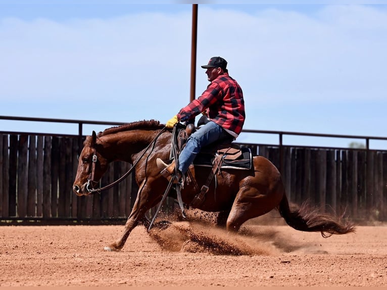 American Quarter Horse Gelding 4 years 14,2 hh Sorrel in Waco