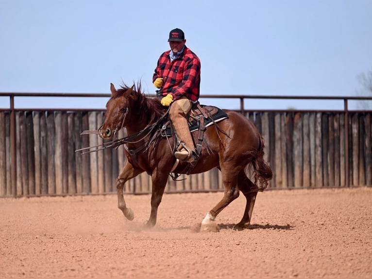 American Quarter Horse Gelding 4 years 14,2 hh Sorrel in Waco