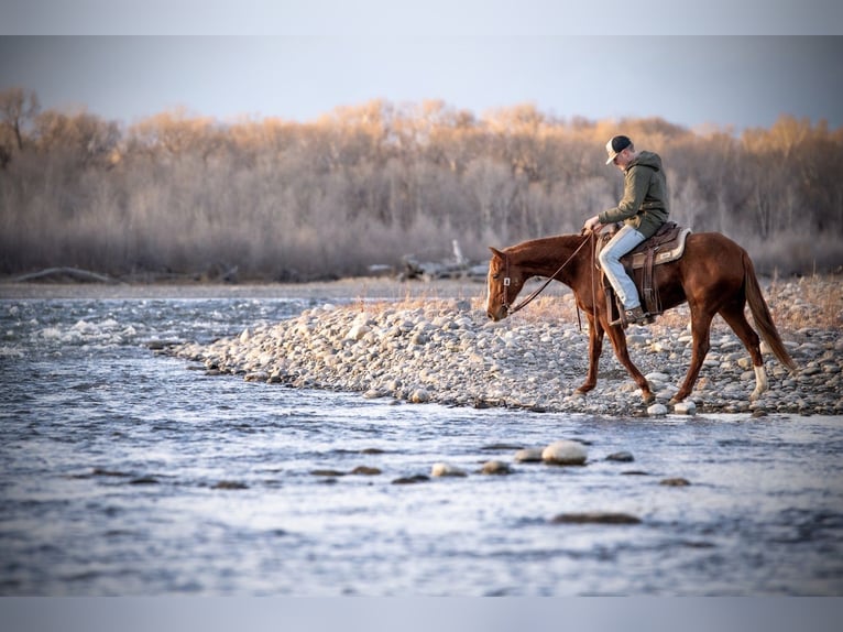 American Quarter Horse Gelding 4 years 14,2 hh Sorrel in Greycliff