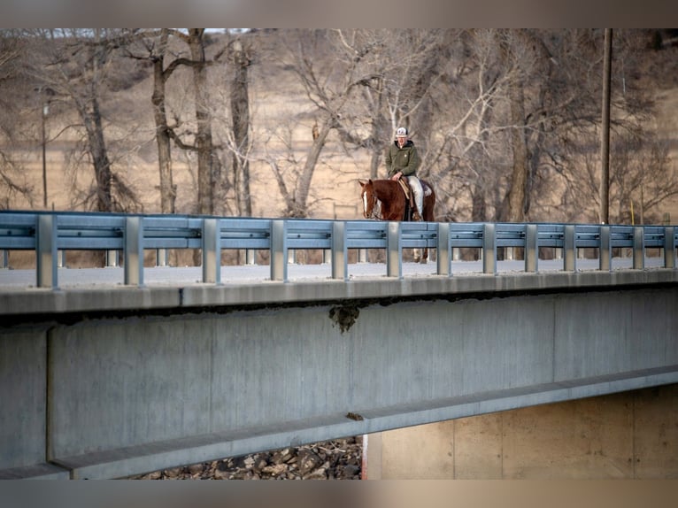 American Quarter Horse Gelding 4 years 14,2 hh Sorrel in Greycliff