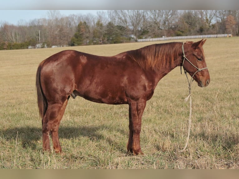 American Quarter Horse Gelding 4 years 14,2 hh Sorrel in Mount Vernon