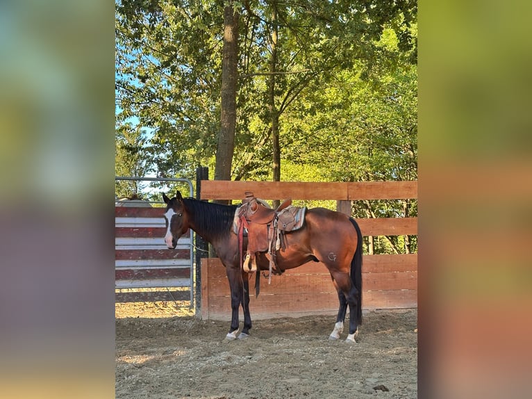 American Quarter Horse Gelding 4 years 14,3 hh Bay-Dark in Cortazzone