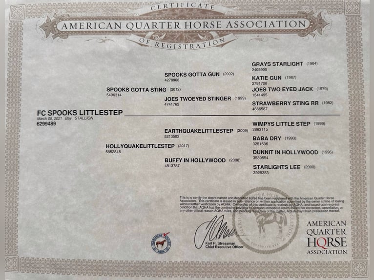 American Quarter Horse Gelding 4 years 14,3 hh Bay-Dark in Cortazzone