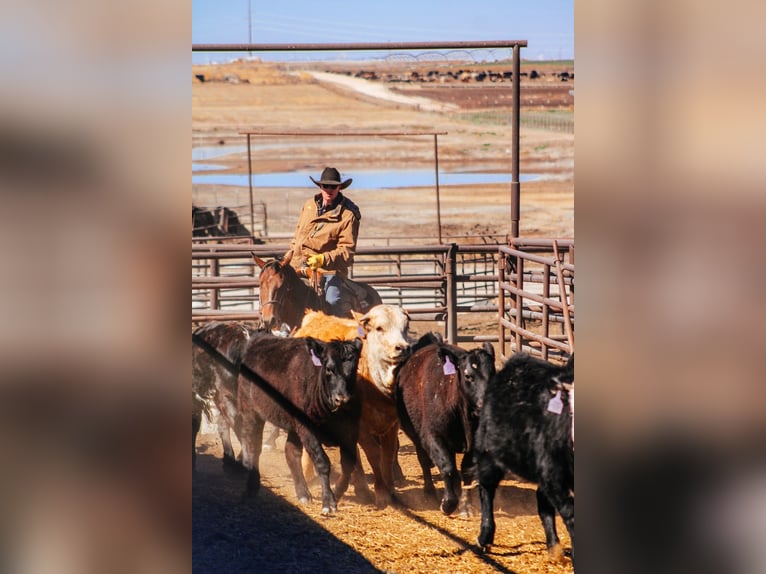 American Quarter Horse Gelding 4 years 14,3 hh Bay in Amarillo