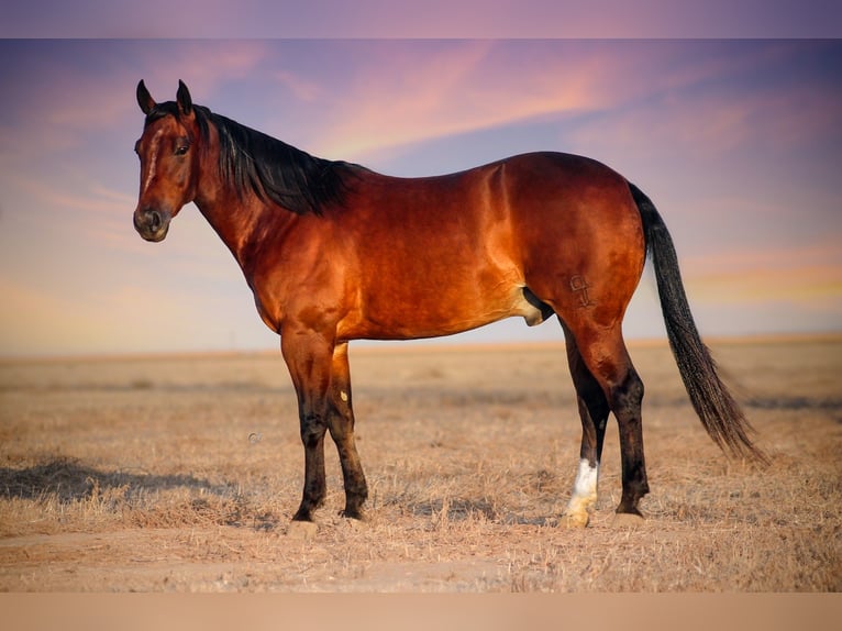 American Quarter Horse Gelding 4 years 14,3 hh Bay in Amarillo