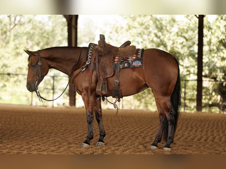 American Quarter Horse Gelding 4 years 14,3 hh Bay in Morrilton