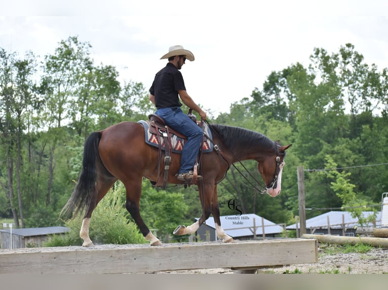 American Quarter Horse Gelding 4 years 14,3 hh Bay in Baltic