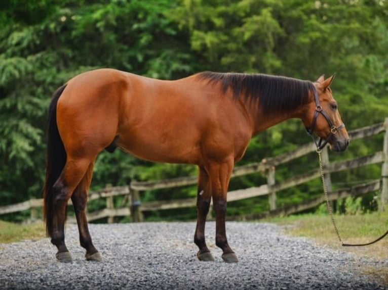 American Quarter Horse Gelding 4 years 14,3 hh Bay in New Holland