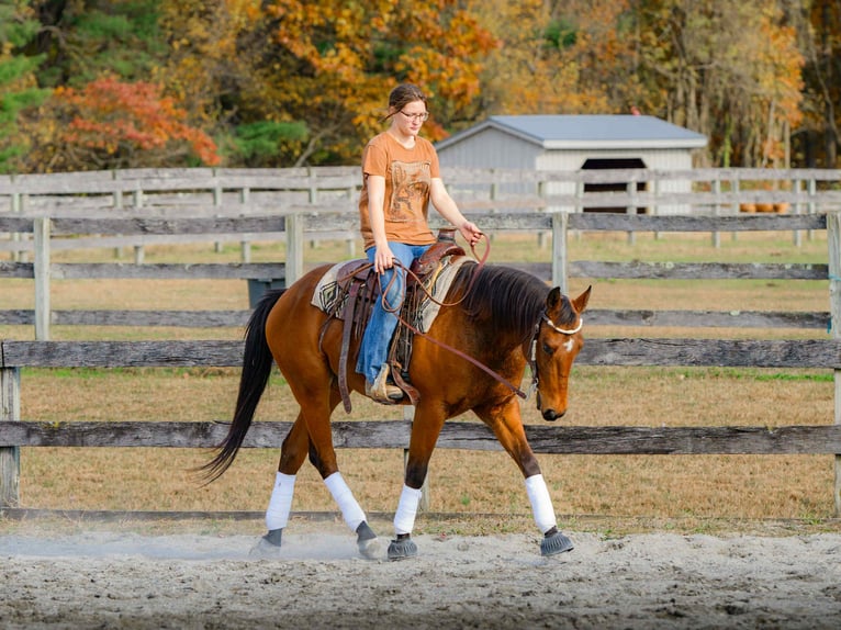 American Quarter Horse Gelding 4 years 14,3 hh Bay in New Holland