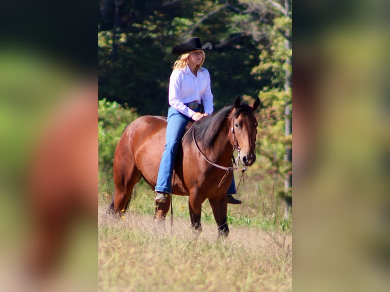 American Quarter Horse Gelding 4 years 14,3 hh Bay in Borden