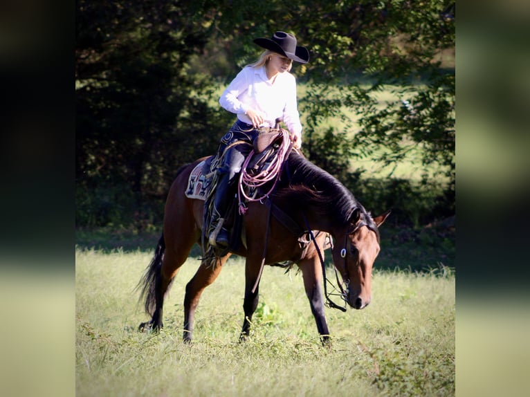 American Quarter Horse Gelding 4 years 14,3 hh Bay in Borden