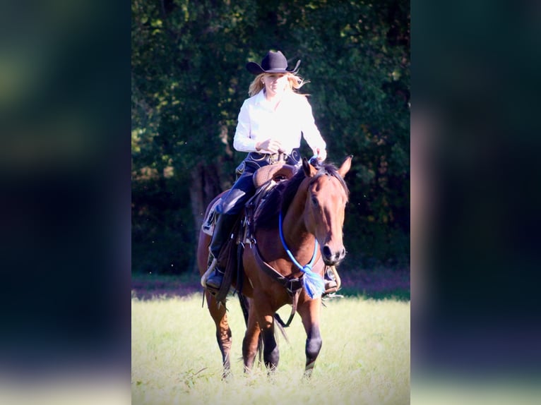 American Quarter Horse Gelding 4 years 14,3 hh Bay in Borden