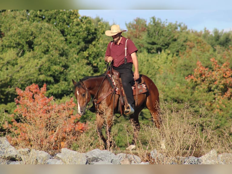 American Quarter Horse Gelding 4 years 14,3 hh Bay in Rebersburg
