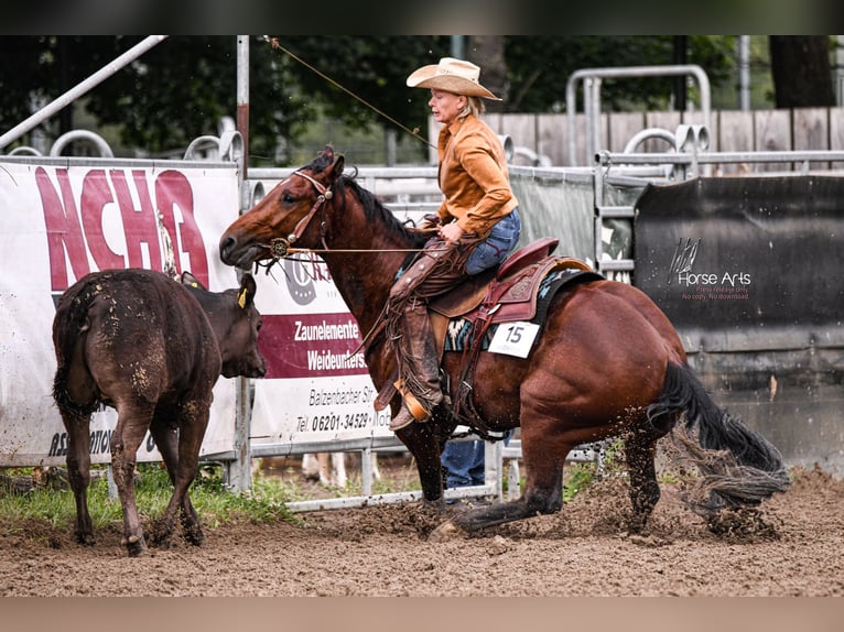 American Quarter Horse Gelding 4 years 14,3 hh Brown in Sinsheim