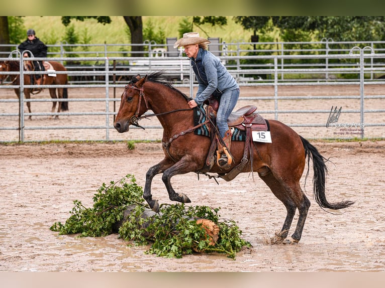 American Quarter Horse Gelding 4 years 14,3 hh Brown in Sinsheim